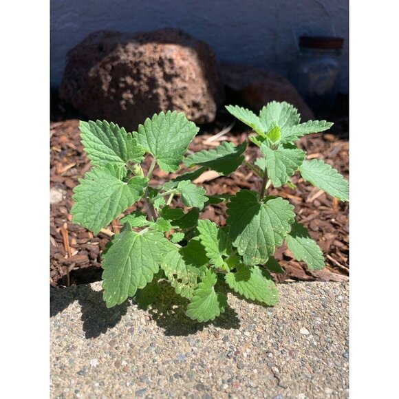 PURE GOLD Catnip Organically Grown & Harvested Pure Californian Catnip 4"x 3" - Picture 9 of 16